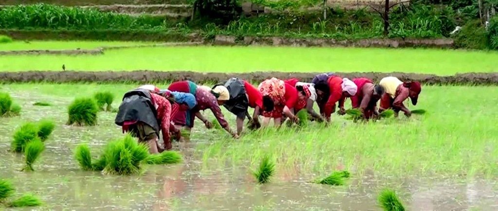 हराउँदै गयो रोपाइँको मौलिकता : सुनिनै छोडे असारे भाका