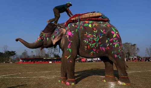हात्ती वनभोेजका लागि रकम भुक्तानी नगर्न निर्देशन