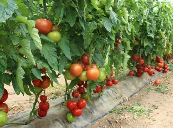 तरकारी खेतीबाट मनग्य आम्दानी गर्दै डडुवाका किसान