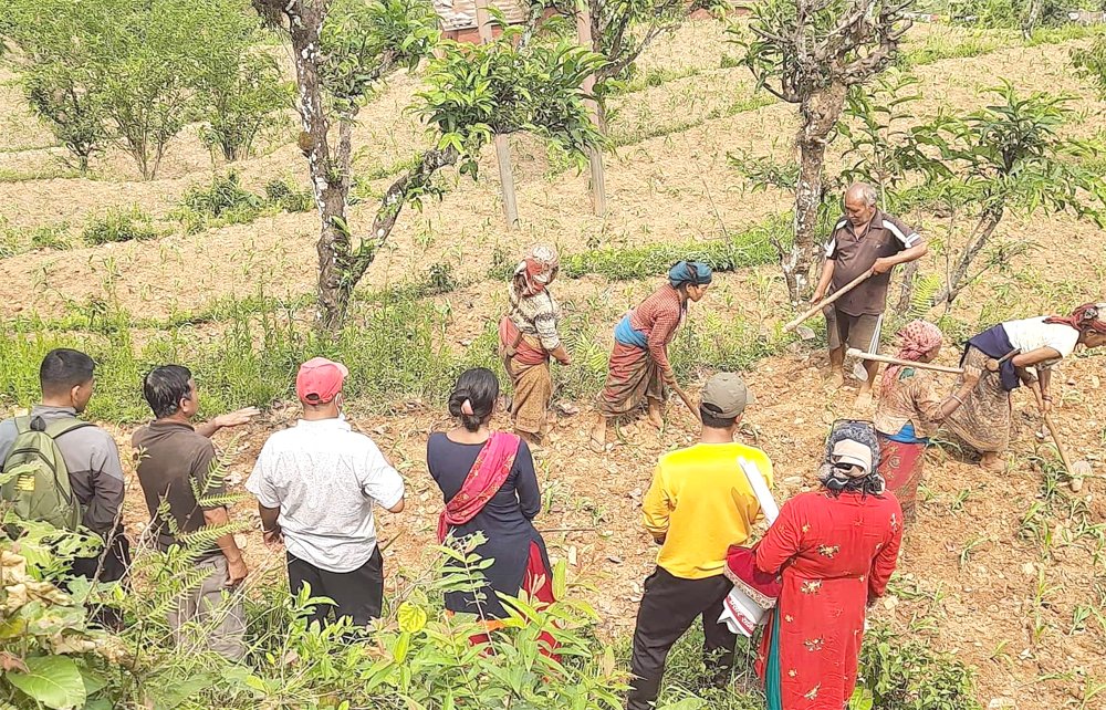 मतदातालाई खेतबारीमै भेट्दै उम्मेदवार