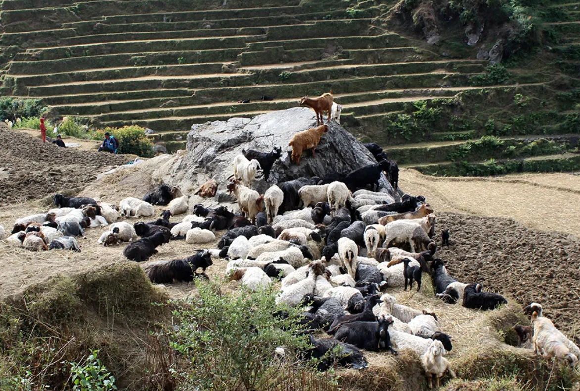 ऊन उत्पादन गर्न हुम्लामा किसानलाई भेडा वितरण
