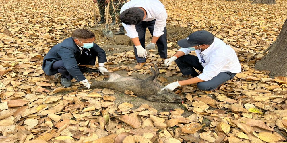 अफ्रिकन स्वाइन फिभरबाट मर्‍यो बँदेल