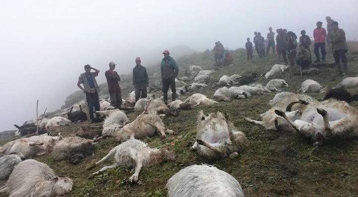 म्याग्दीमा चट्याङ लागेर  ४५ भेडा मरे