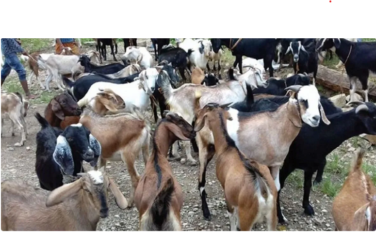 बोका चोरेको आरोपमा कञ्चनपुरबाट २ जना पक्राउ