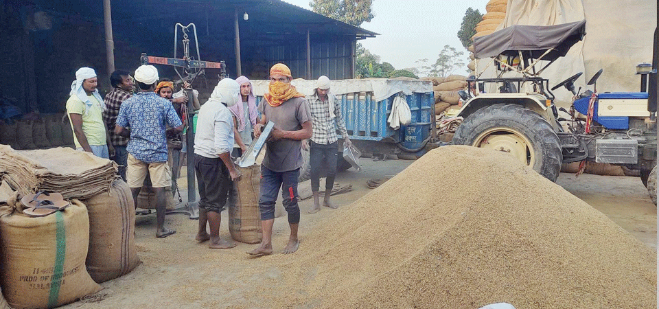 प्रभावकारी भएन धानको समर्थन मूल्य: किसान सस्तोमै बेच्न बाध्य