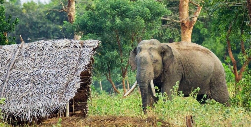 बस्तीमा जङ्गली हात्तीको आतङ्क