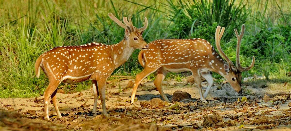 जरायो चोरी सिकारी प्रकरण : २ सांसदसहित ४९ जना दोषी ठहर