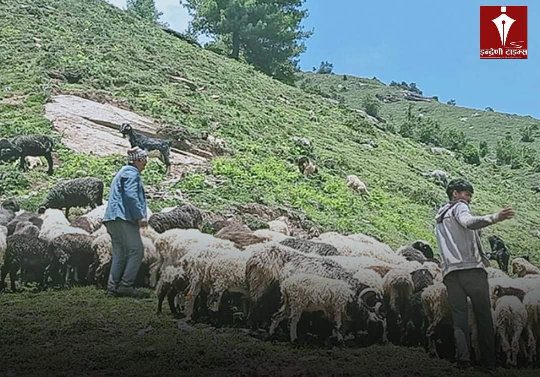 भेडापालनमा सरकारी प्रोत्साहन, 'गोठालो भत्ता'ले किसानको दैनिकी फेरियो
