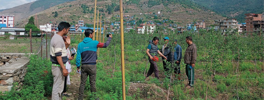 बजारमा जुम्ली स्याउको माग बढेसँगै जिल्लामा  खेती विस्तार