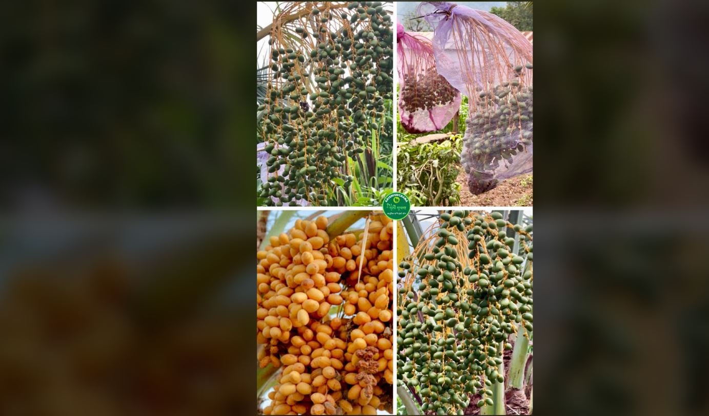 स्याङ्जाको माटोमा साउदीको स्वाद : लटरम्म फल्यो खजुर