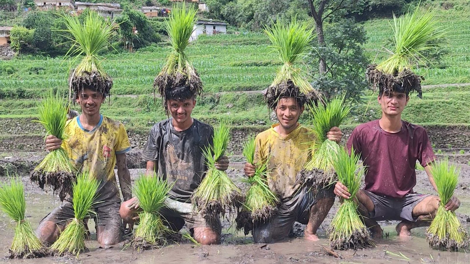 असार १५ : दही चिउरा र हिलो खेल्दै देशभर धान दिवस मनाइँदै