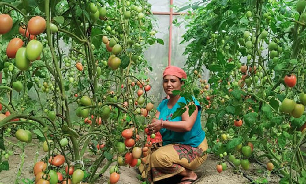 समृद्धिको खोजीमा म्याग्दीका किसान