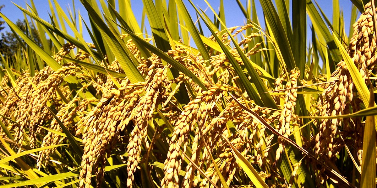 धानसँग अदुवा, बेसार र घुइया साट्दै किसान
