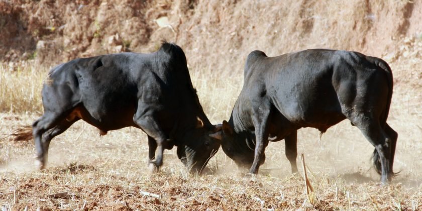 तारुकामा आगामी माघ १ र २ मा २८ हल गोरु जुधाइने