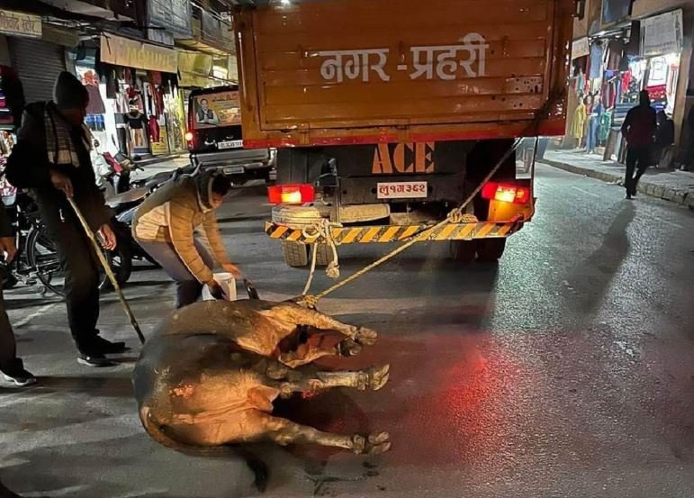 सिद्धार्थ नगरपालिकाले साँढेलाई ट्रकमा बाँधेर किन घिसार्‍यो?